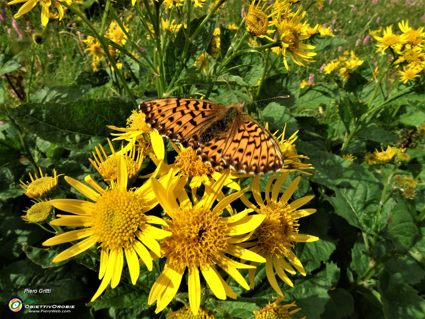 06 Senecio alpino (Senecio alpinus) con farfalla.JPG